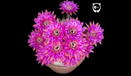 Mê mẩn trước màn bung sắc của hoa xương rồng